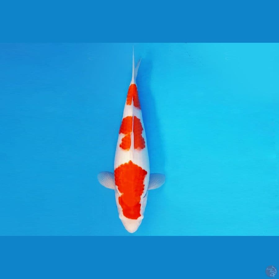 AKIRA 7 - KOHAKU 36 cm/fm ®