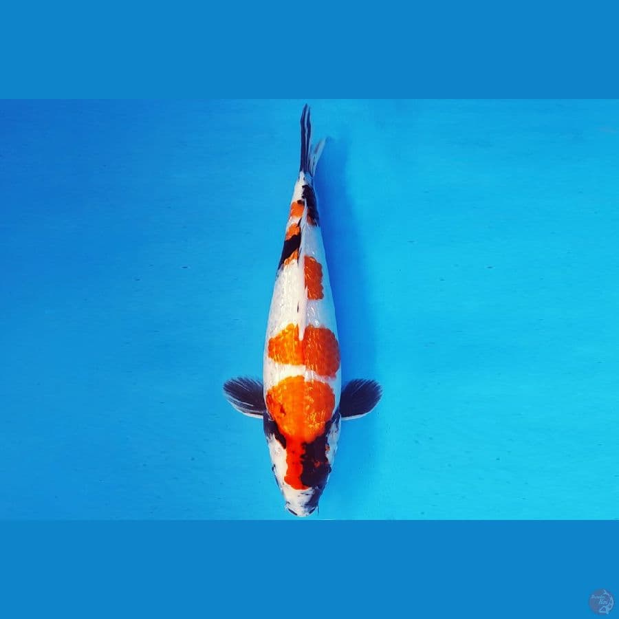 AKIRA 9 - SHOWA GIN RIN 36 cm/fm ®