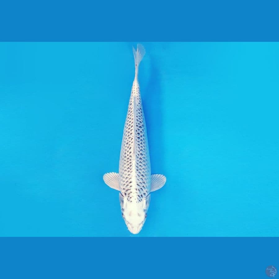 AKIRA 10 - GIN MATSUBA 35 cm/fm ®