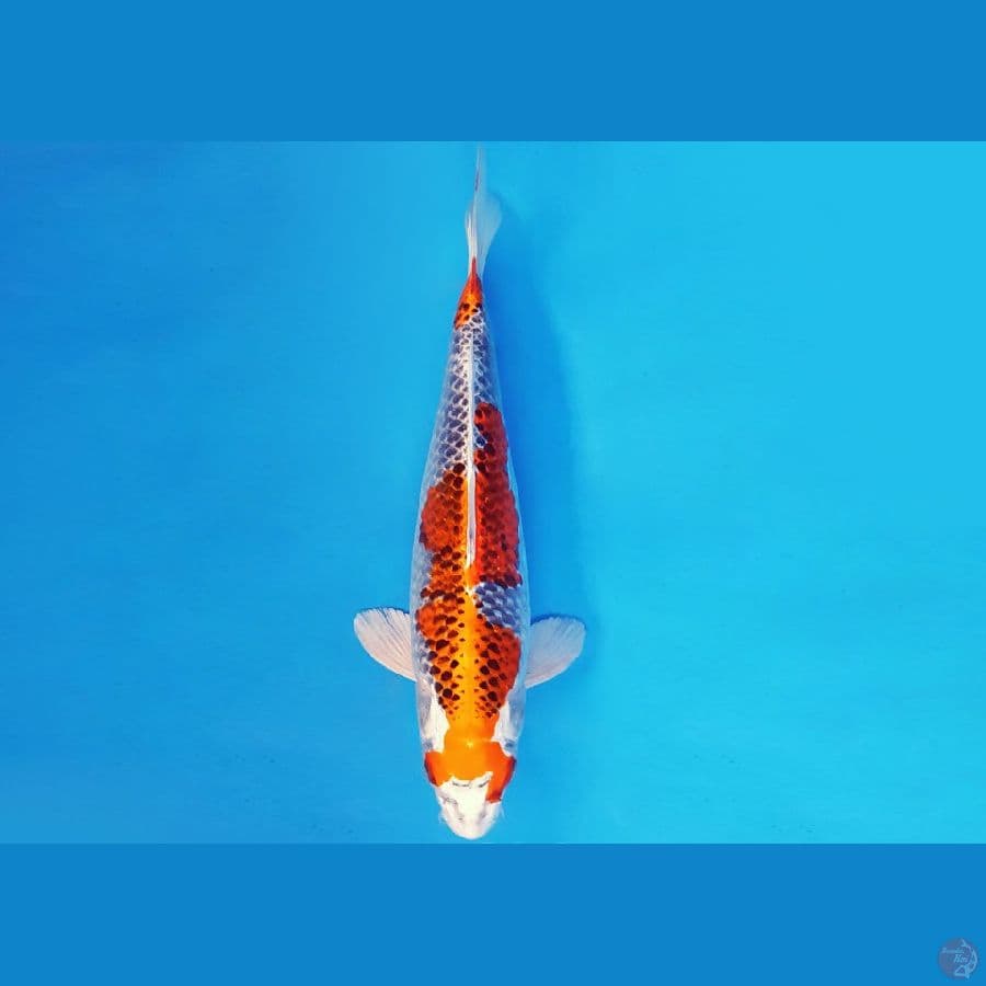 AKIRA 12 - KUJAKU 37 cm/fm ®