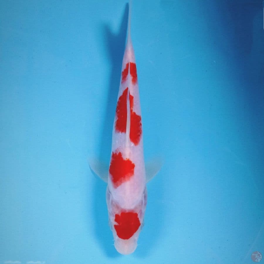 kohaku, 22 cm