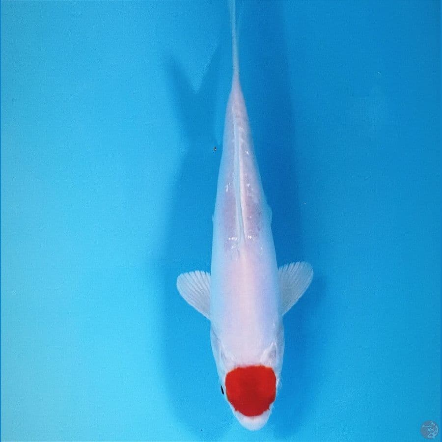 tancho kikushui, 19 cm