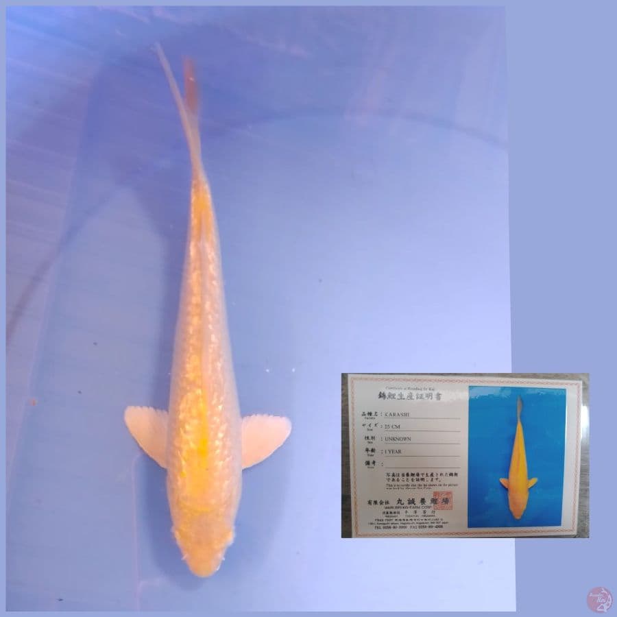 marusei karashi