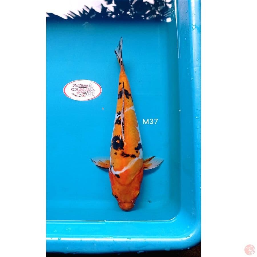 Indukan sanke 37cm Doitsu gendong telor