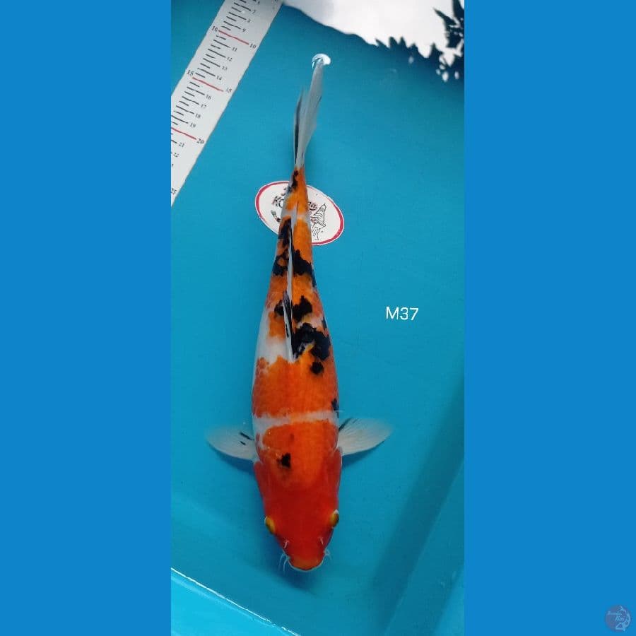 indukan sanke 37cm  gendong telor