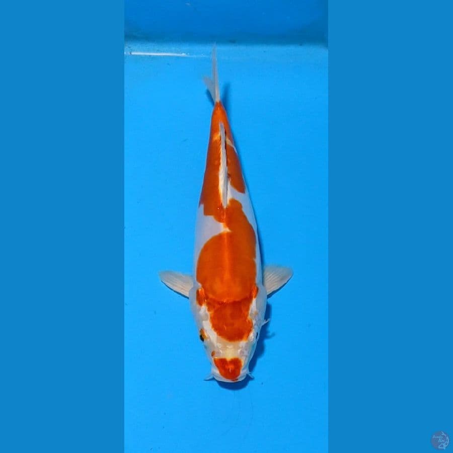 kohaku DOID kucibeni 26cm