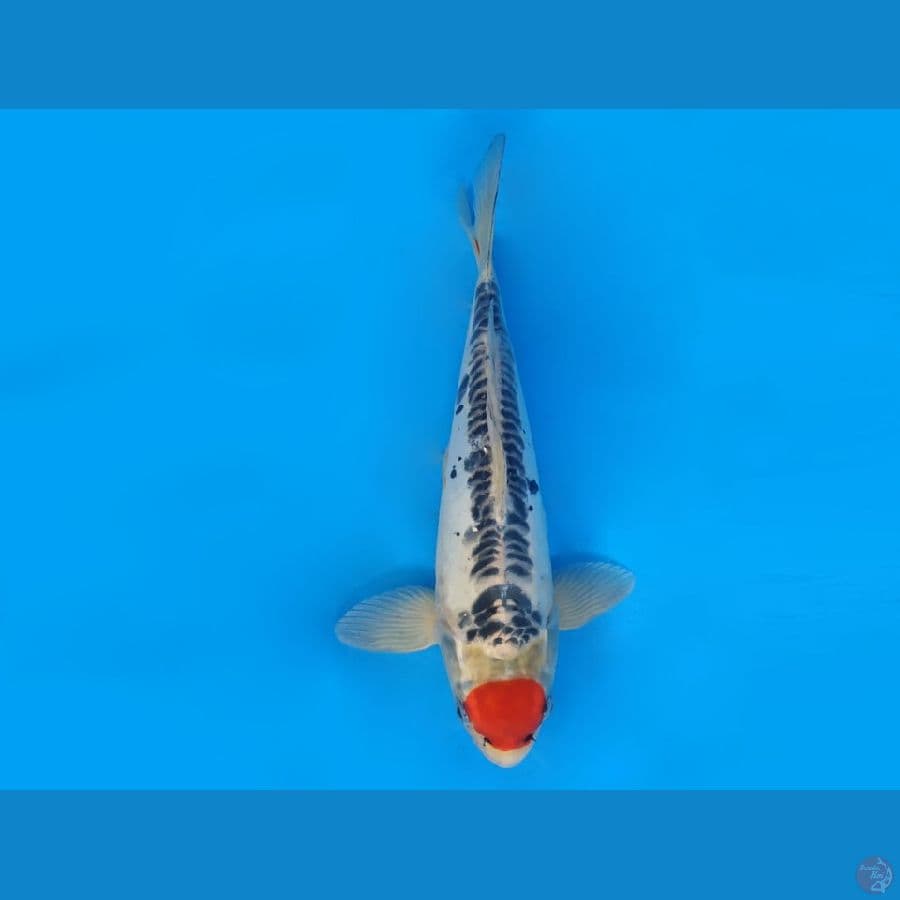 1.TANCHO TANCHO GOSIKI DOITSU 31 CM/ML
