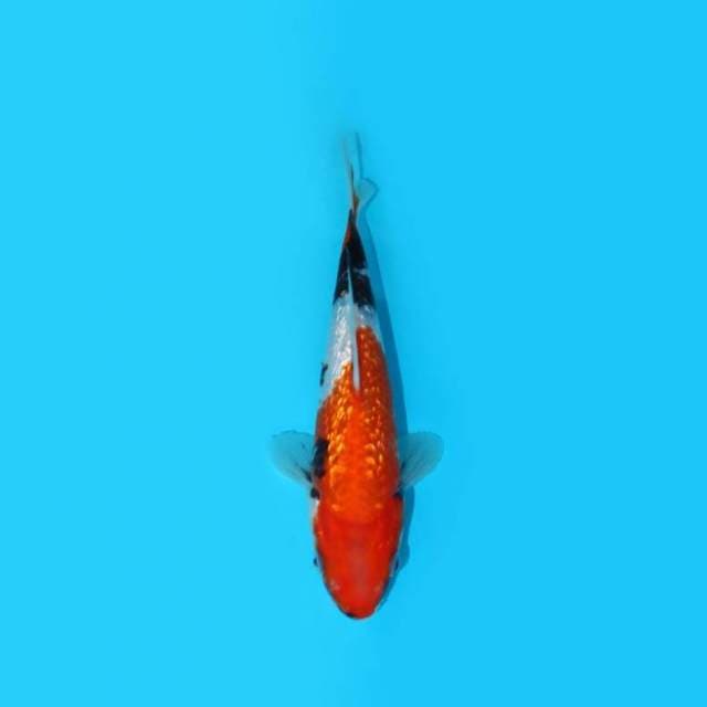 21CM - KINGINRIN A