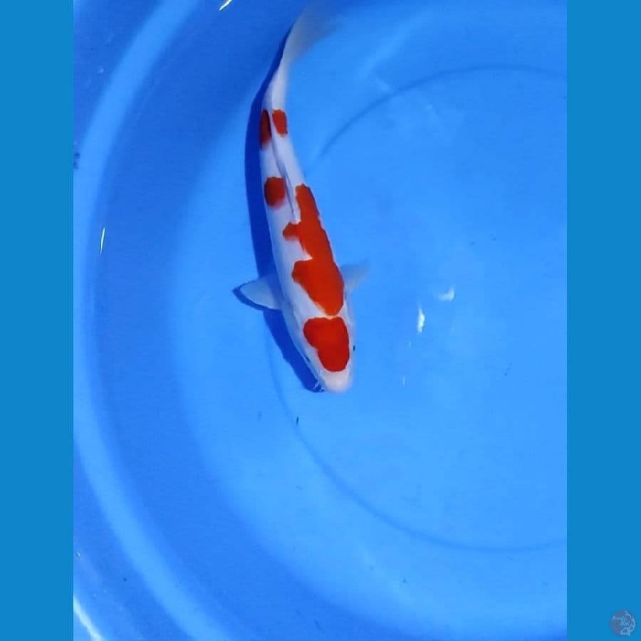 Maruten Kohaku