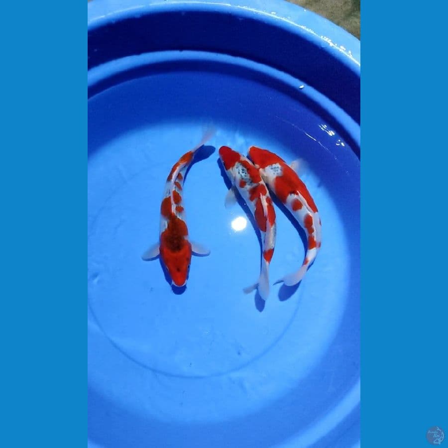 Red Gosiki 3ekor