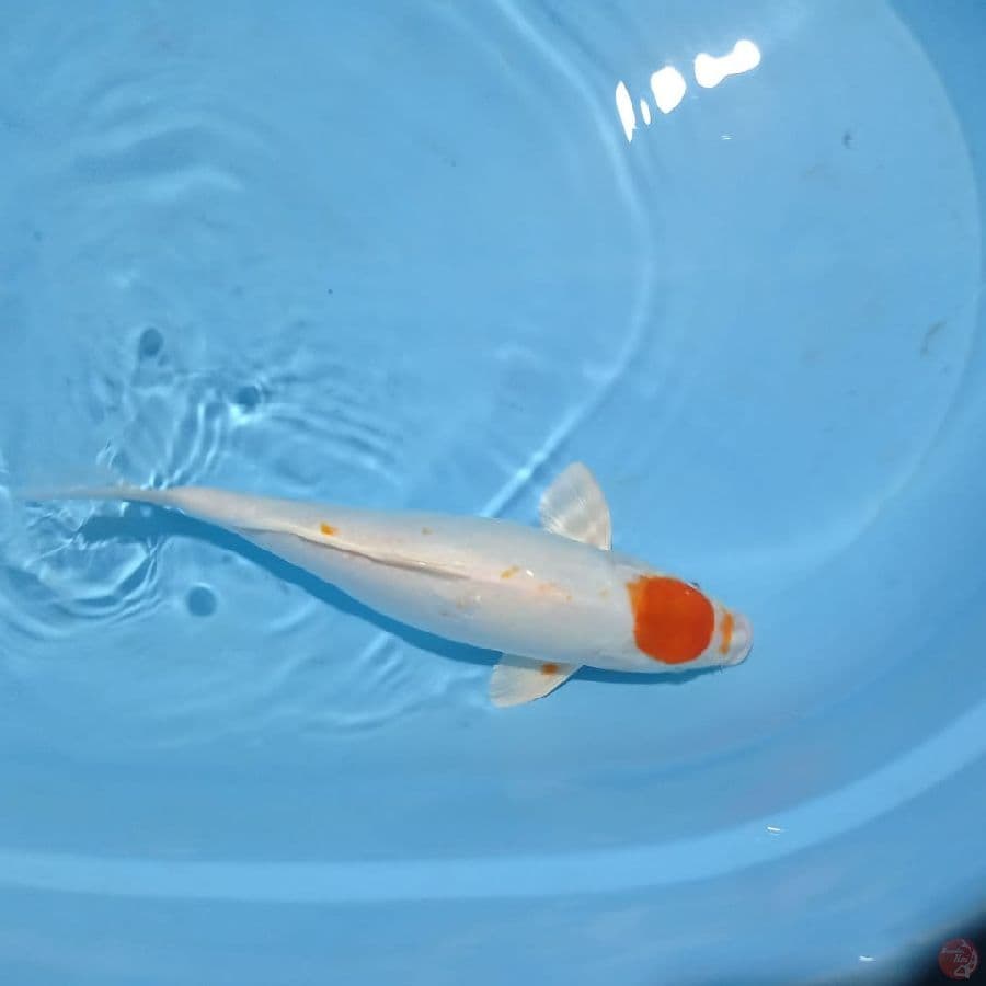 tanco kikushui 35 cm