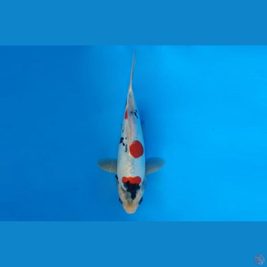 4.SHOWA DOITSU 23 CM/ML