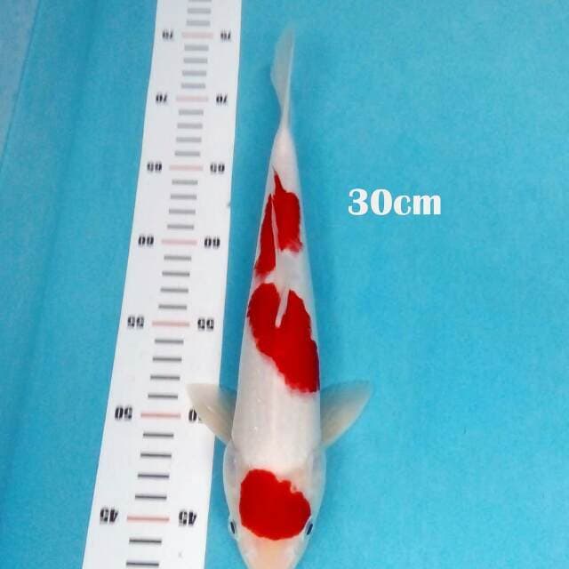 Maruten kohaku