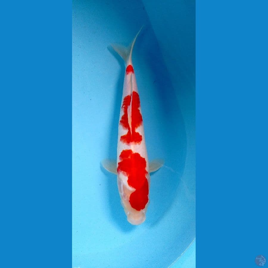 kohaku 30cm