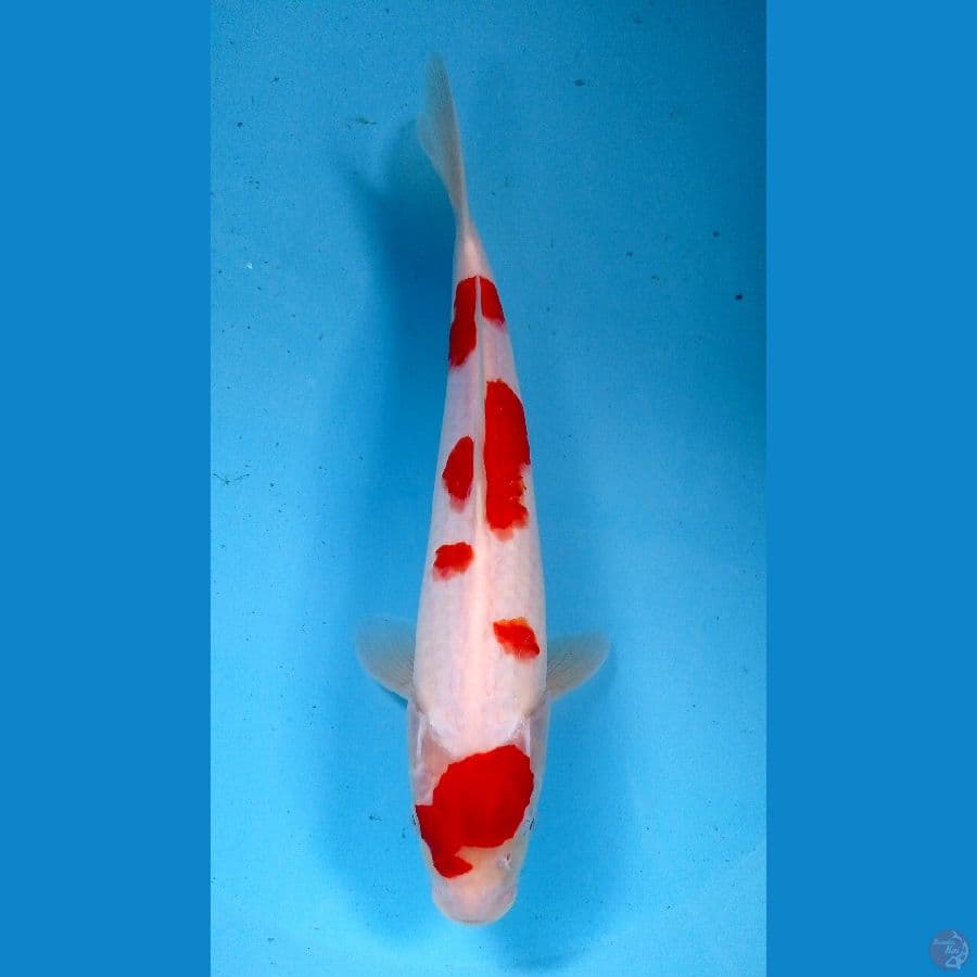 kohaku 32