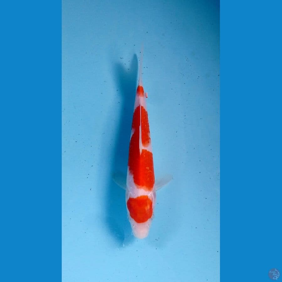 maruten 20cm