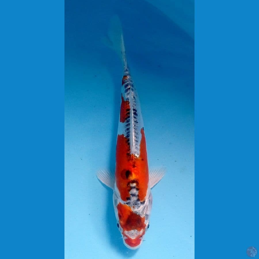 F1 kikokuryu 22cm