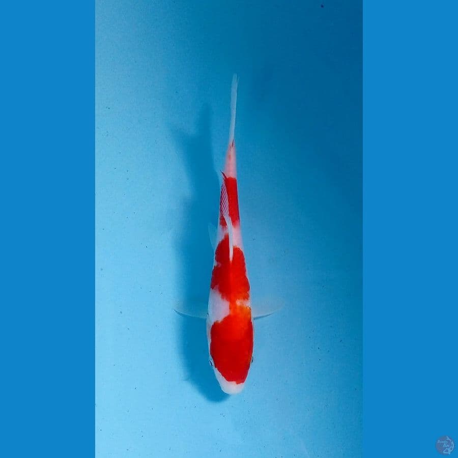 kohaku 21cm