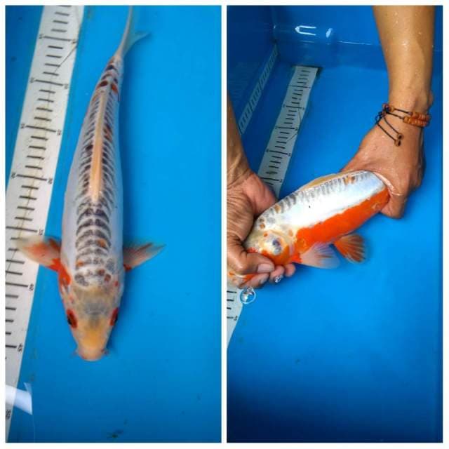 Shusui 34 cm