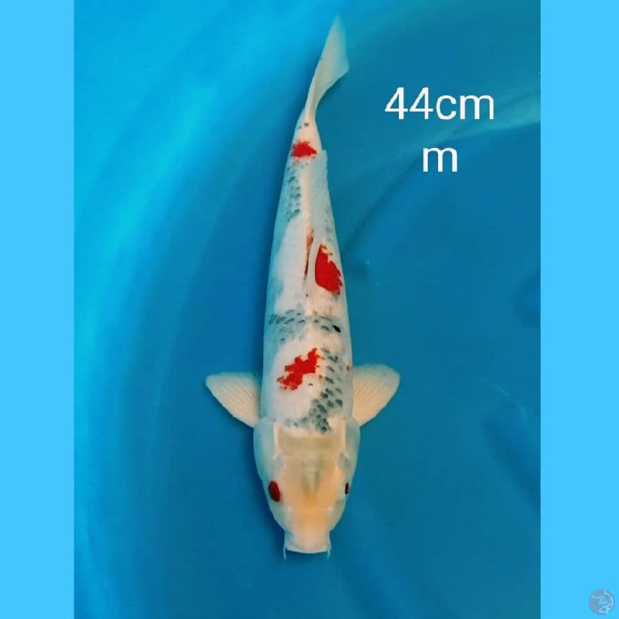 jumbo Goshiki 44cm
