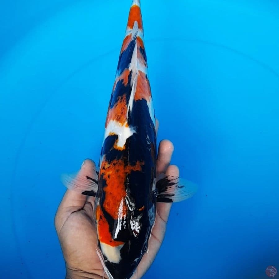 38cm GOOD SHOWA KOROMO