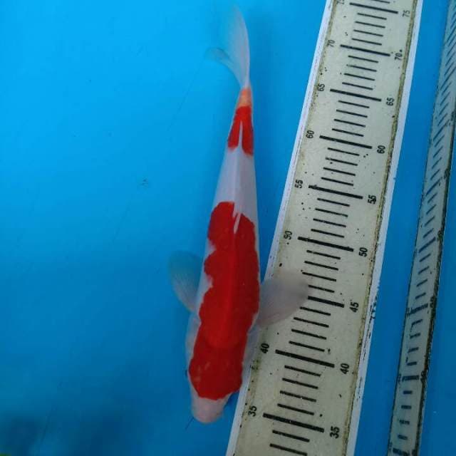 Kohaku f1