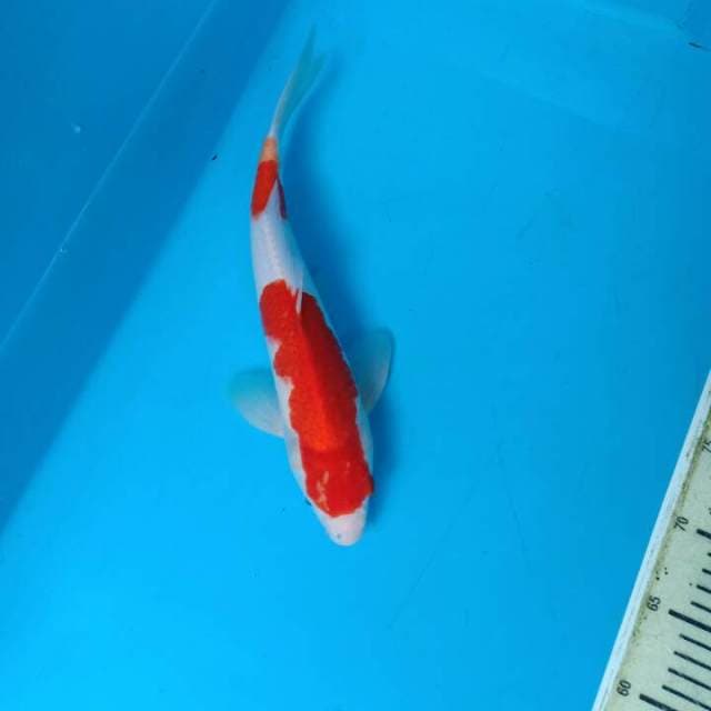 Kohaku f1