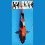 SHOWA 27CM