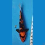 SHOWA MALE 28CM