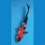 SHOWA MALE 29CM