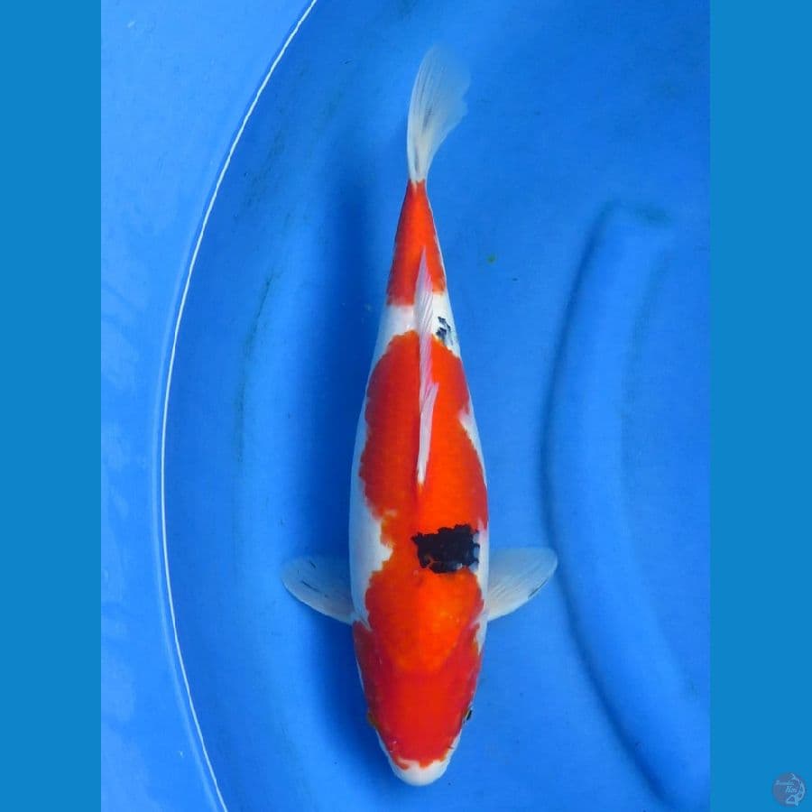 sanke jumbo 39cm