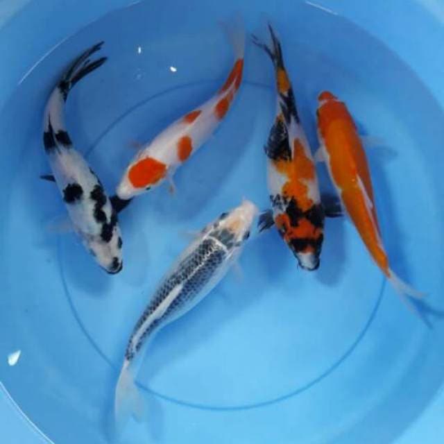 Mix 23-25 cm
