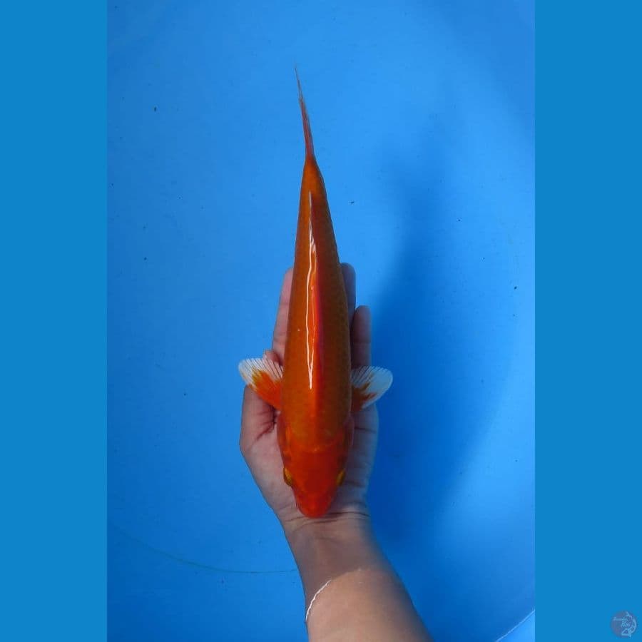 orenji bersih 25cm