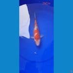 Sanke 26Cm