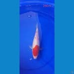 kohaku 26Cm
