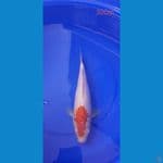 kohaku 30Cm