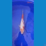 kohaku 28cm