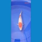 Kohaku 28Cm