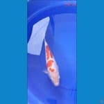 kohaku 29Cm