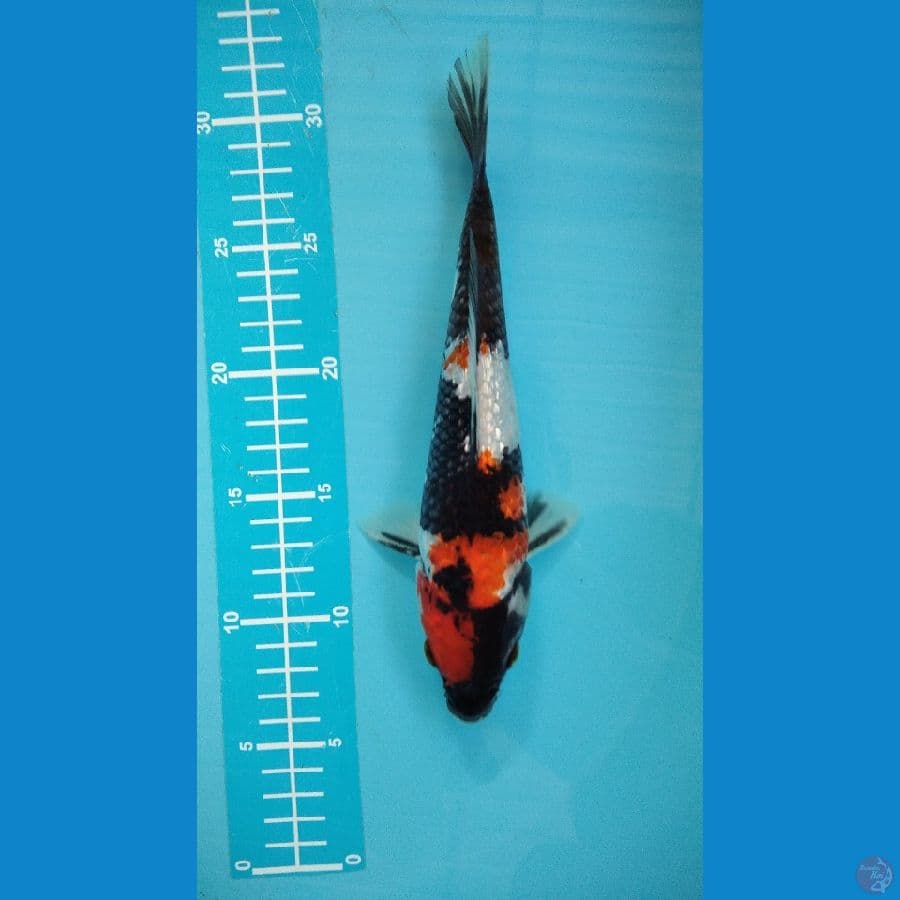 shiro kingirin padat 25cm