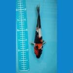 shiro kingirin padat 25cm