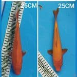 PAKET BENIGOI TEMBUS PERUT 25CM