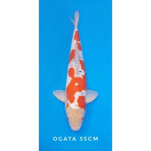 doitsu ogata import