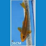 MUKASHI MALE 36CM