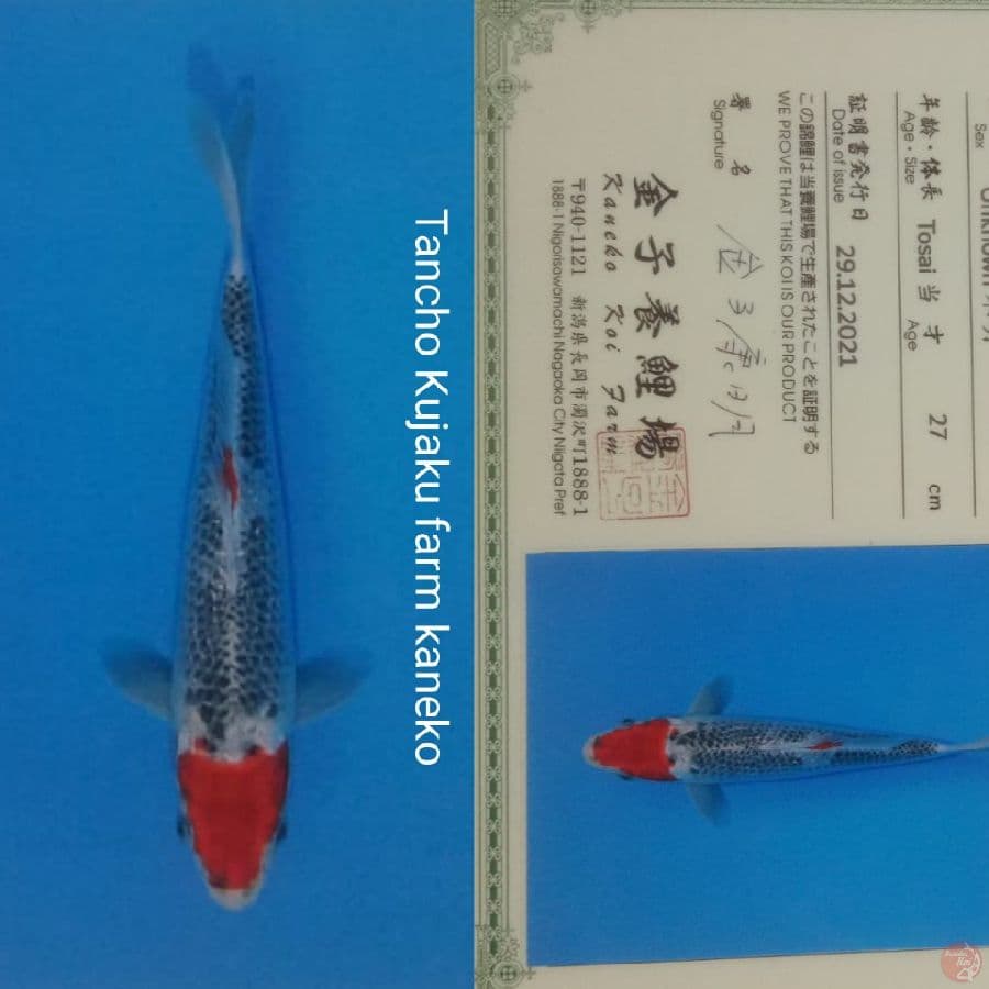 Tancho kujaku