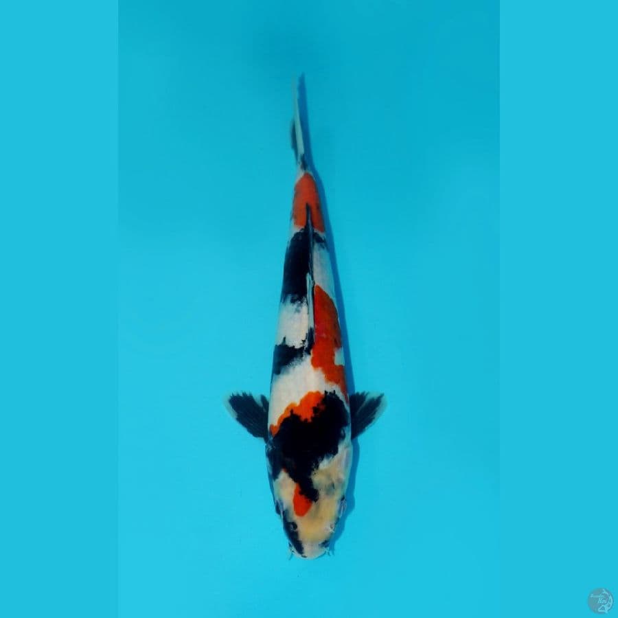 KINDAI SHOWA, 26CM