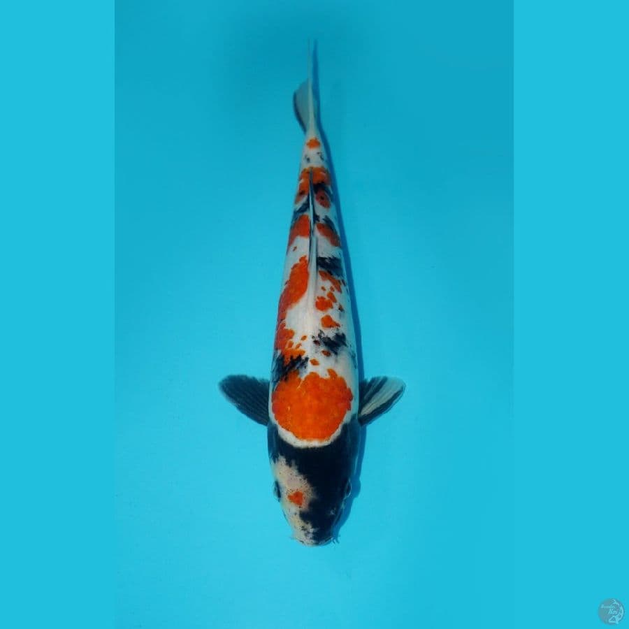 SHOWA KOROMO, 27CM