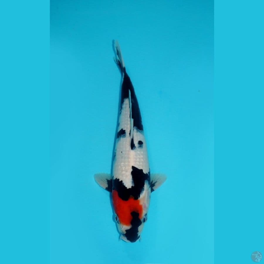TANCHO SHOWA, 29CM