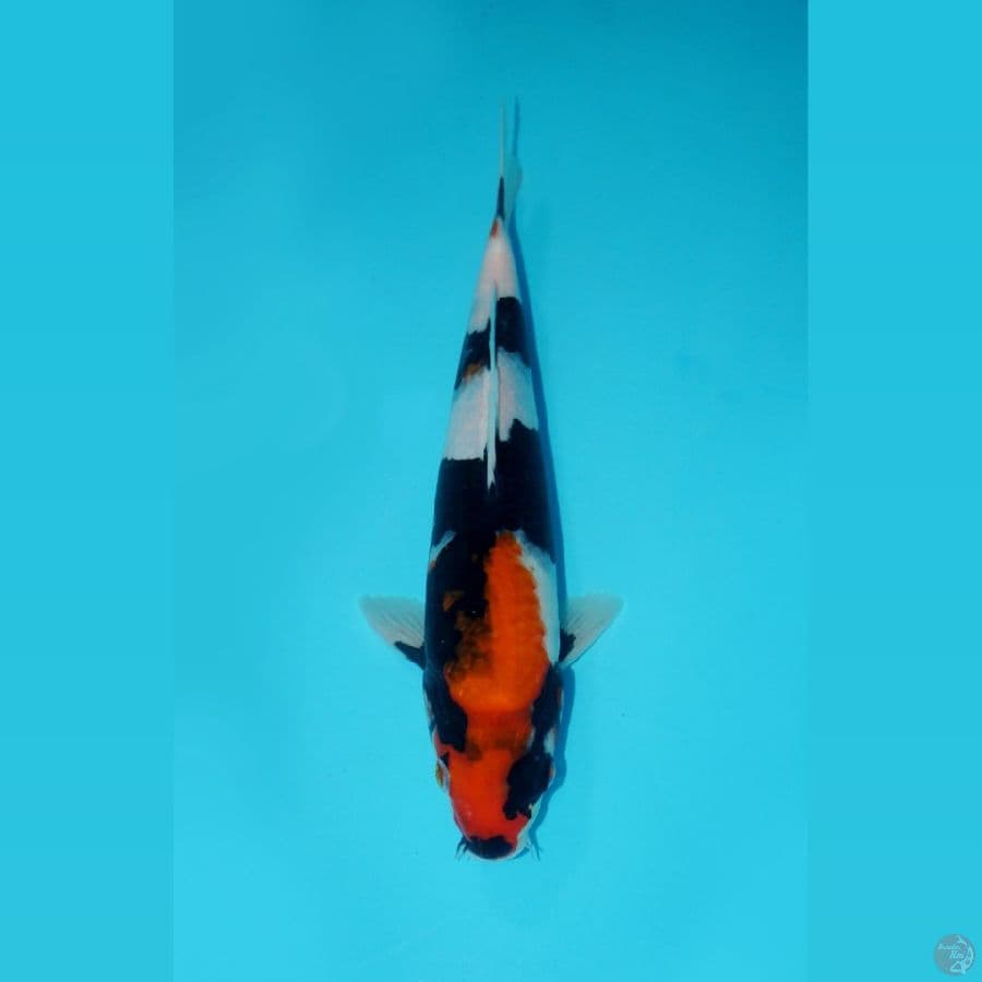 KINDAI SHOWA, 28CM