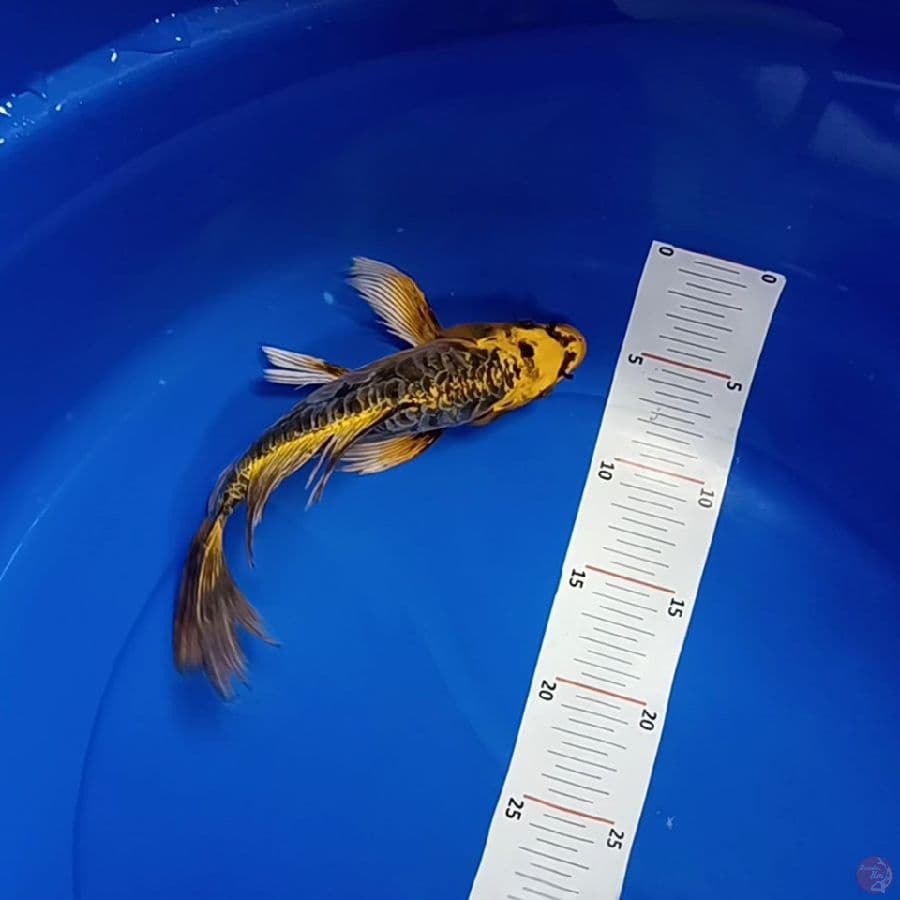 anyikan 26 cm